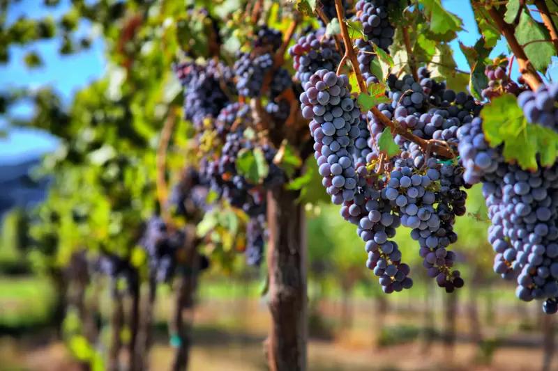 Востребованность ИИ в сфере виноградарства