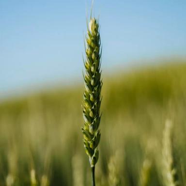 Пшеница мягкая озимая Гром