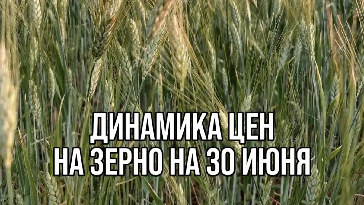 ДИНАМИКА ЦЕН НА ЗЕРНО НА 30 ИЮНЯ