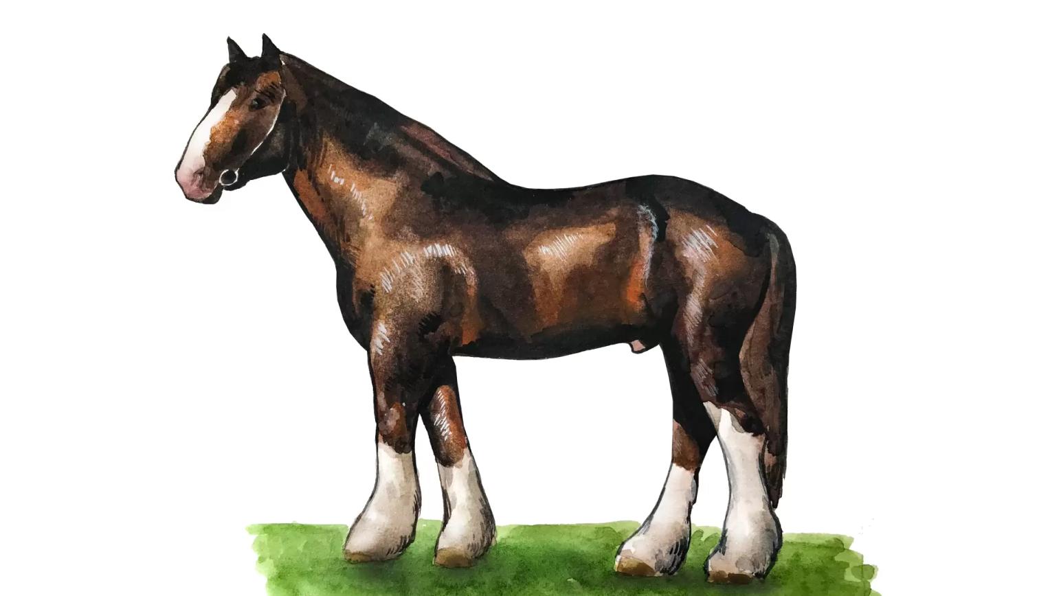 Владимирская тяжелоупряжная порода