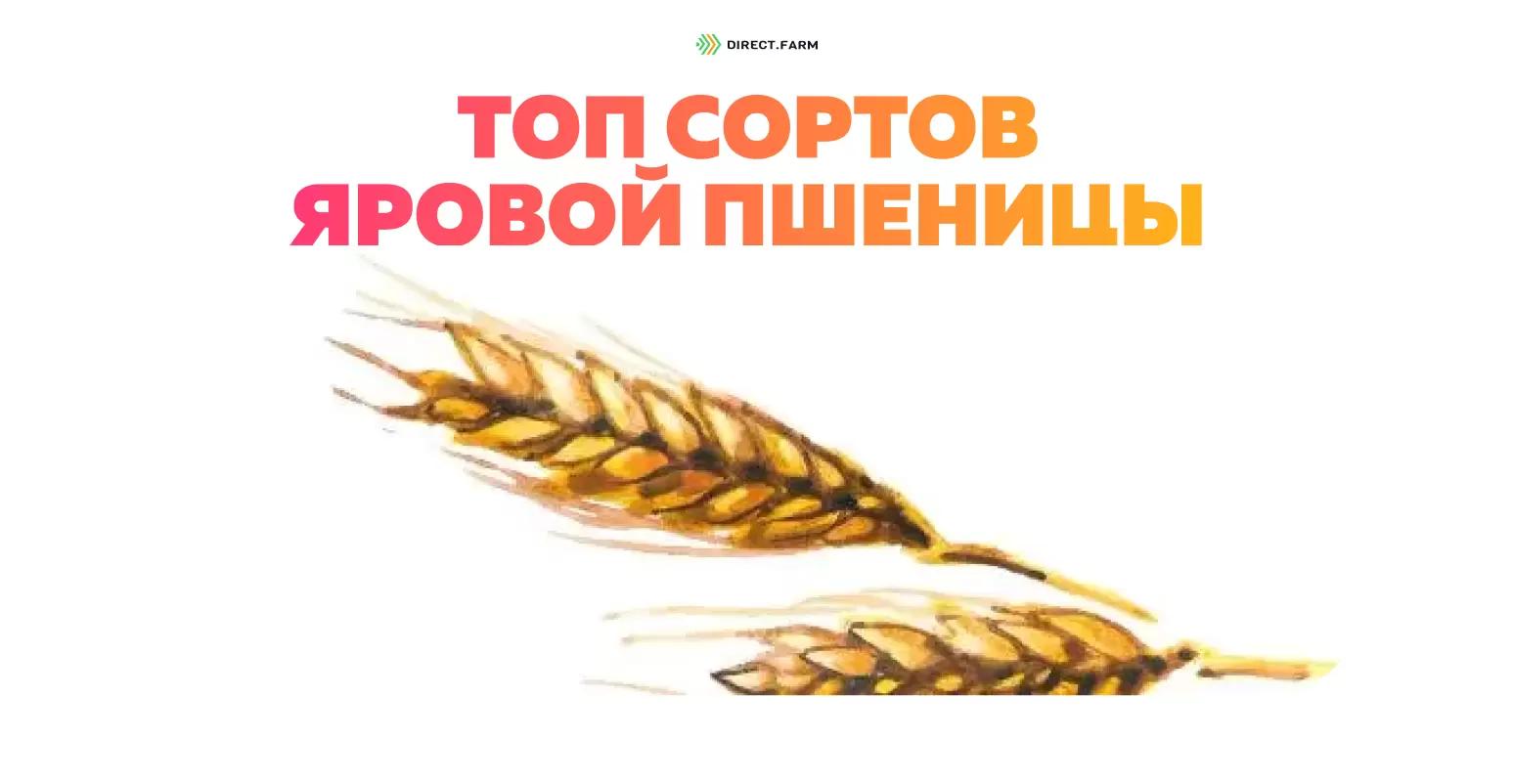 Топ сортов яровой пшеницы