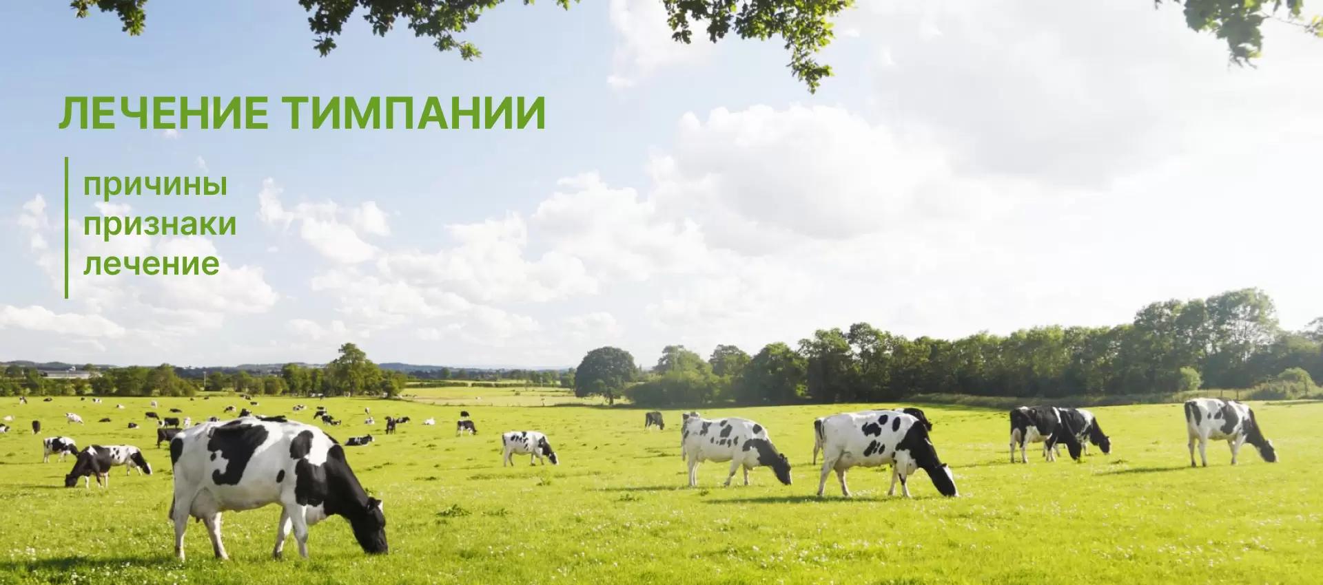 Тимпания жвачных