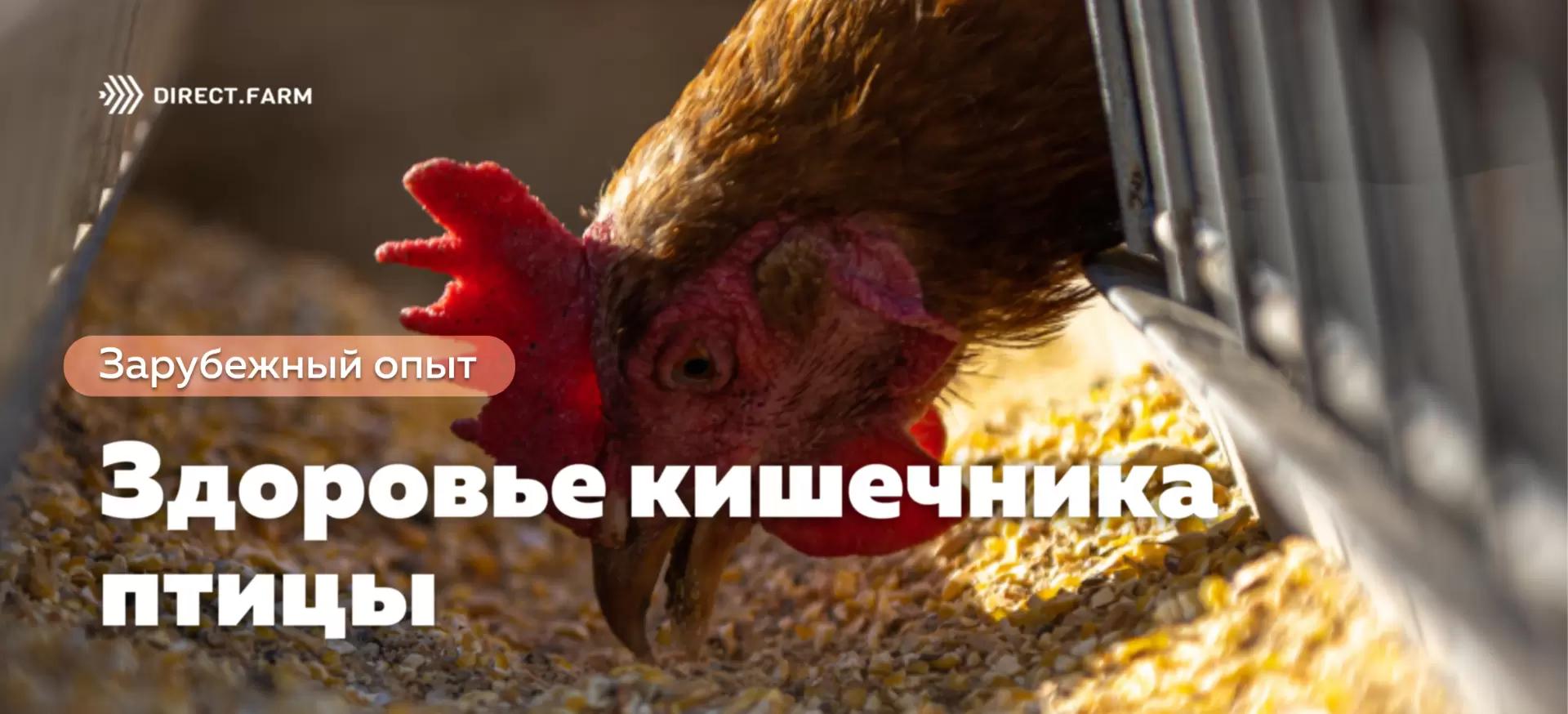 Выявление и решение проблем со здоровьем кишечника птицы