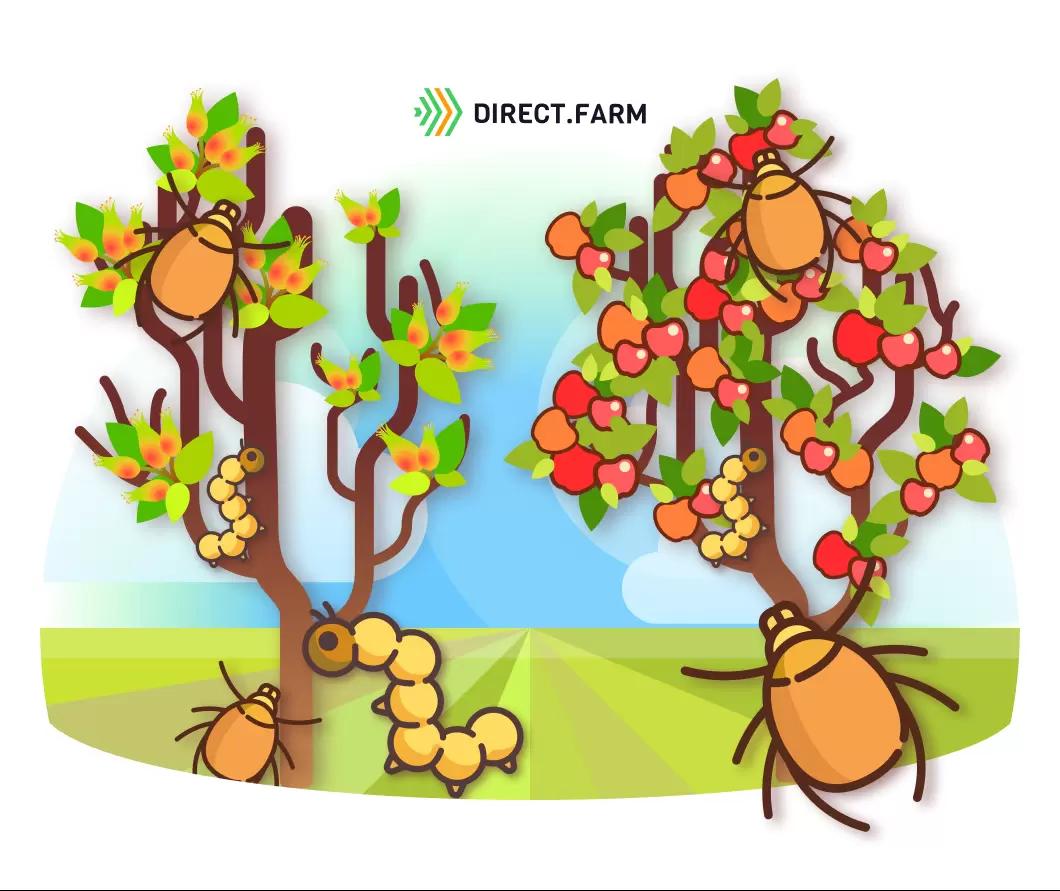 Защита насаждений яблони после цветения