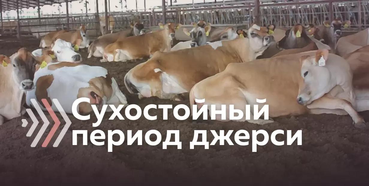 Советы по организации сухостойного периода джерсейских коров