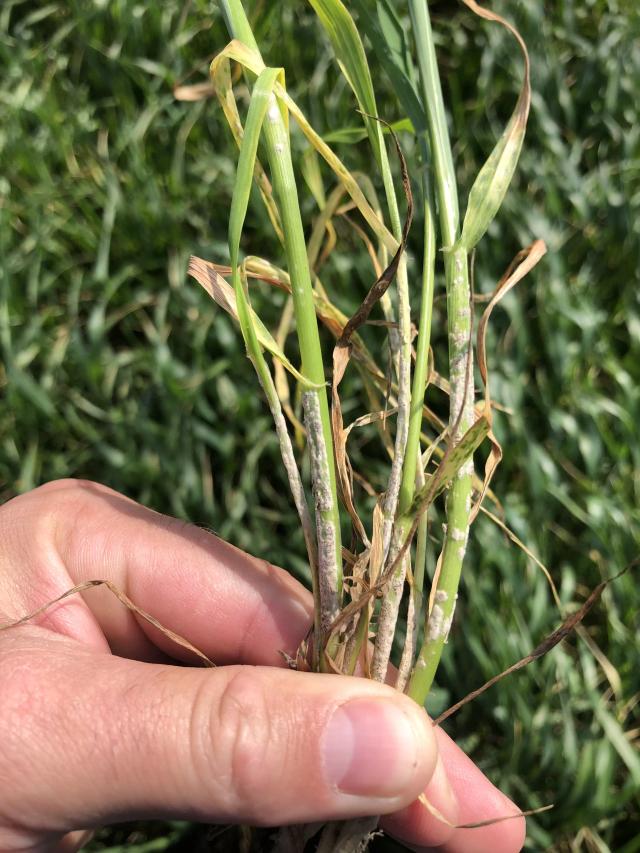 Пшеница озимая