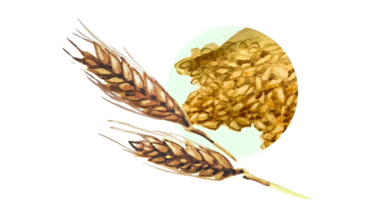 Зерно ржи – корм