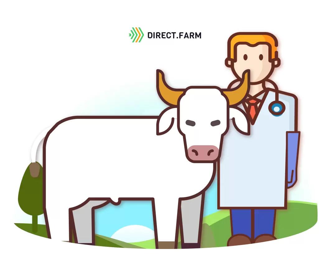 Каким способом кастрировать бычков?