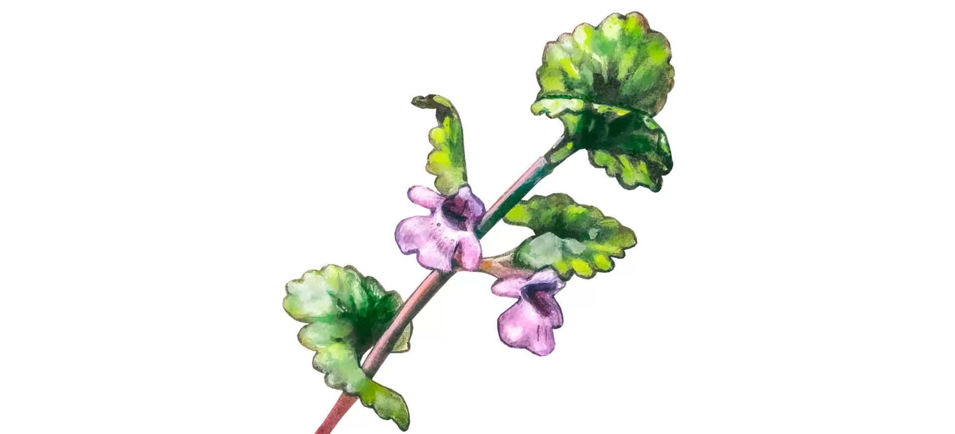 Будра плющевидная