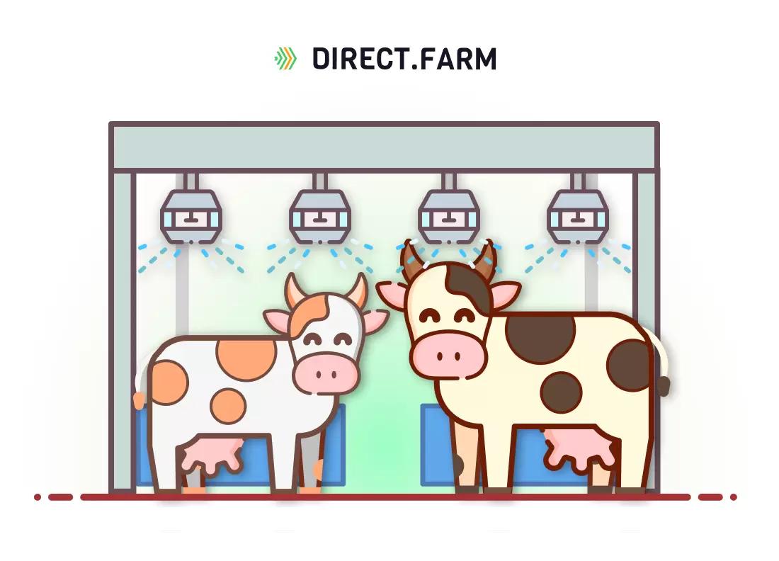 Способы охлаждения коров: обливание водой