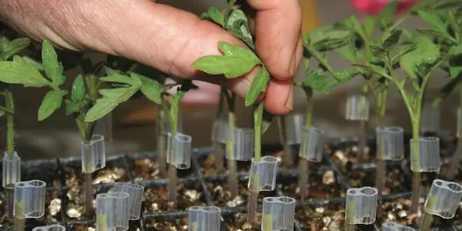 Исследования прививки томатов – преимущества и недостатки