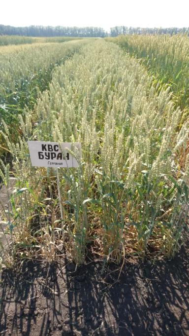 КВС Буран (KWS BURAN) сорт мягкой яровой пшеницы