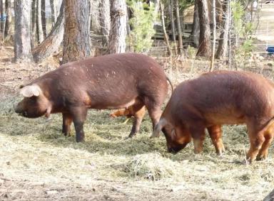 Красная сережчатая – порода свиней