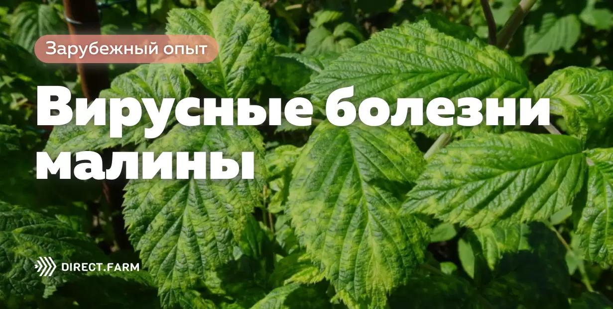 Вирусные болезни малины