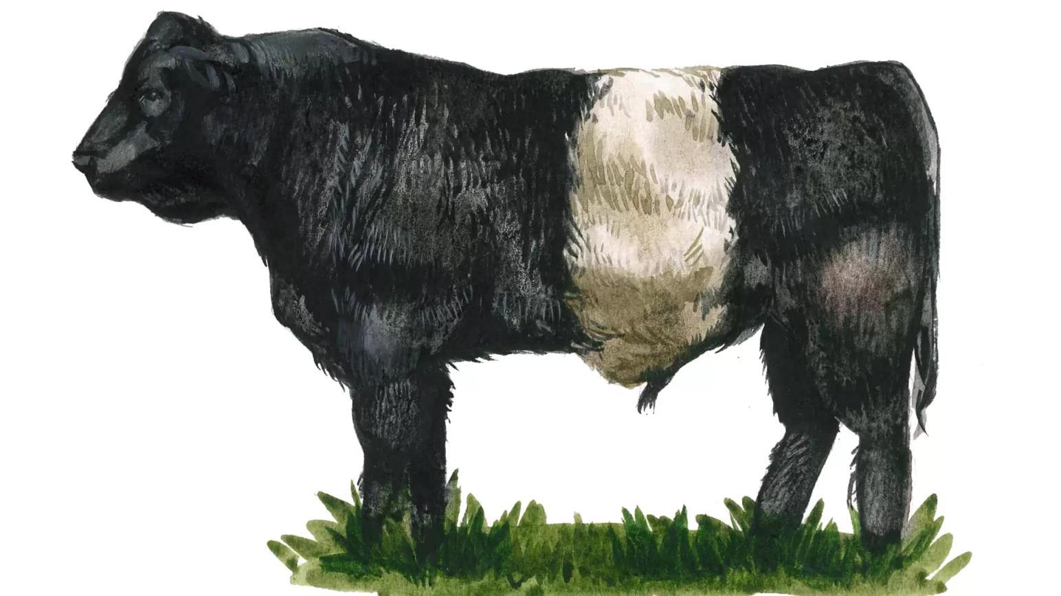Галловейская порода коров
