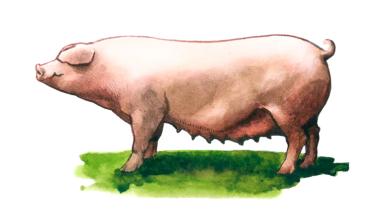 Скороспелая мясная порода свиней (СМ-1)