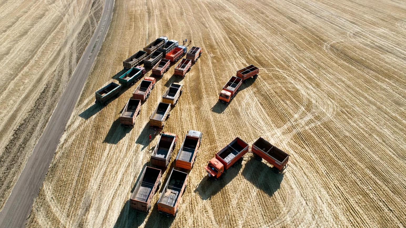 В России могут повысить индикативные цены для экспортных пошлин на зерно