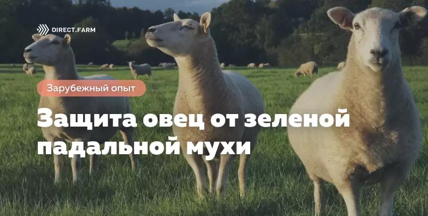 Защита овец от зеленой падальной мухи