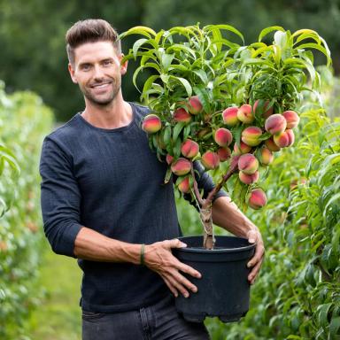 Колоновидный персик Юбилей столицы