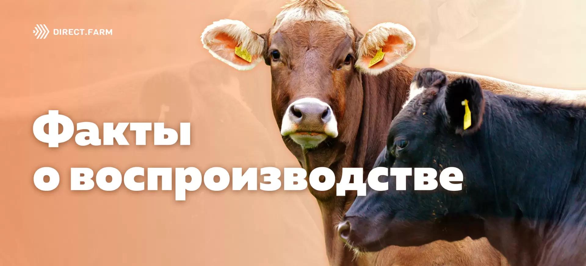 Факты о воспроизводстве КРС. Часть 1
