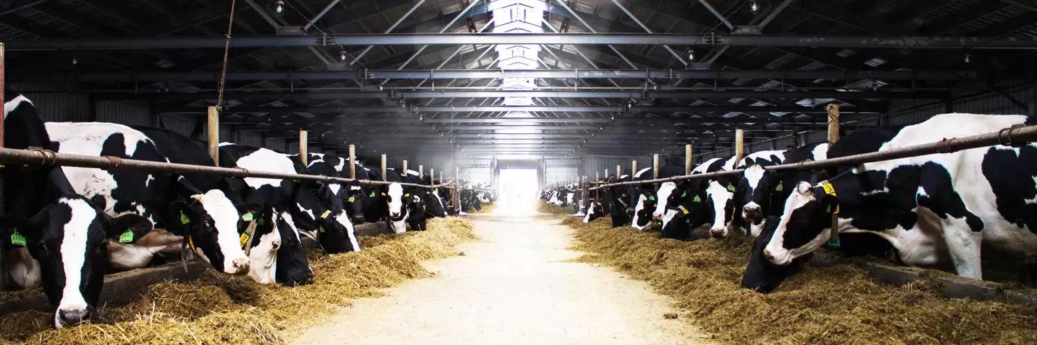 Росагролизинг направил более 21 млрд руб. на поддержку молочного животноводства