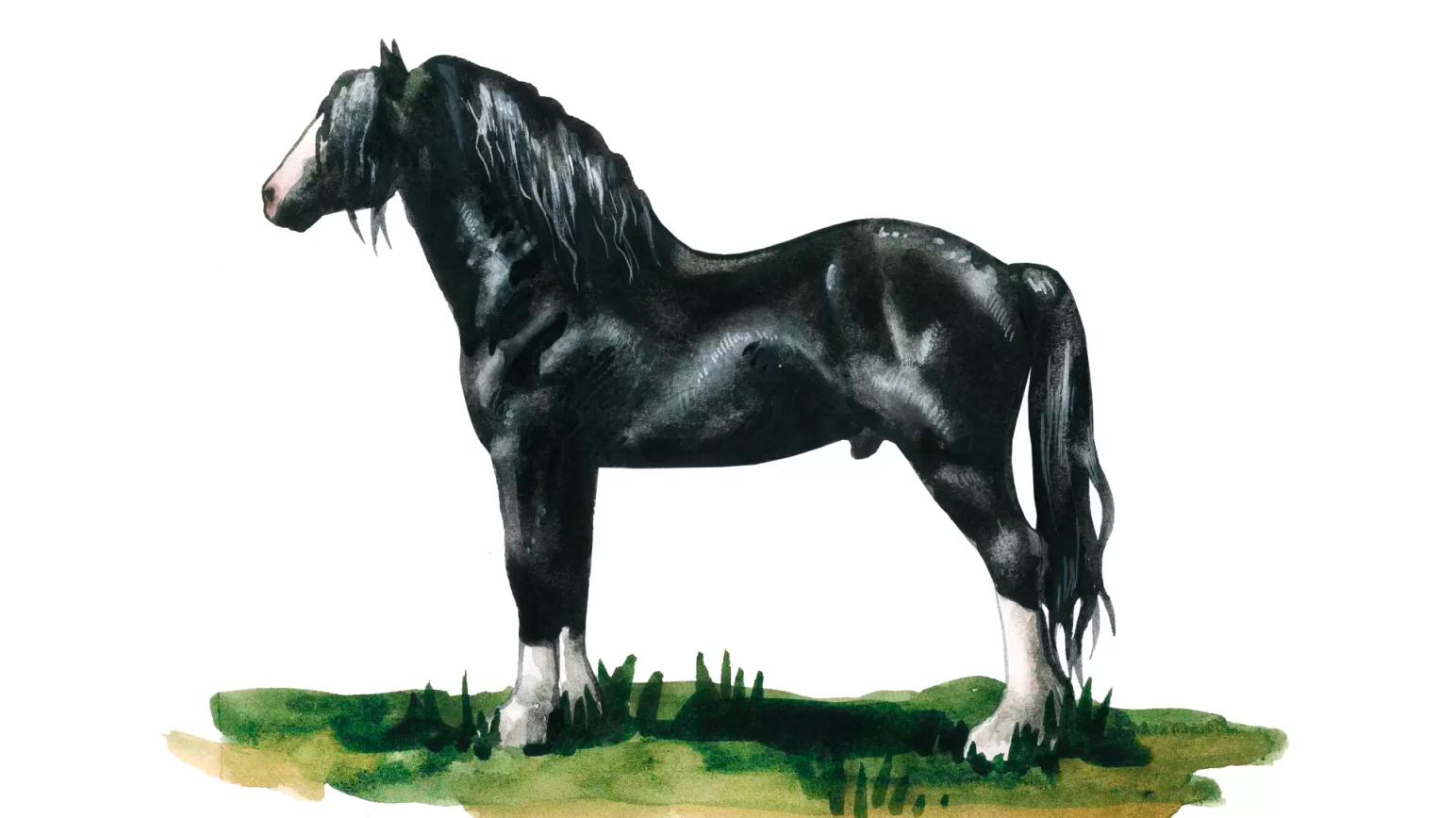 Шайр – порода лошадей