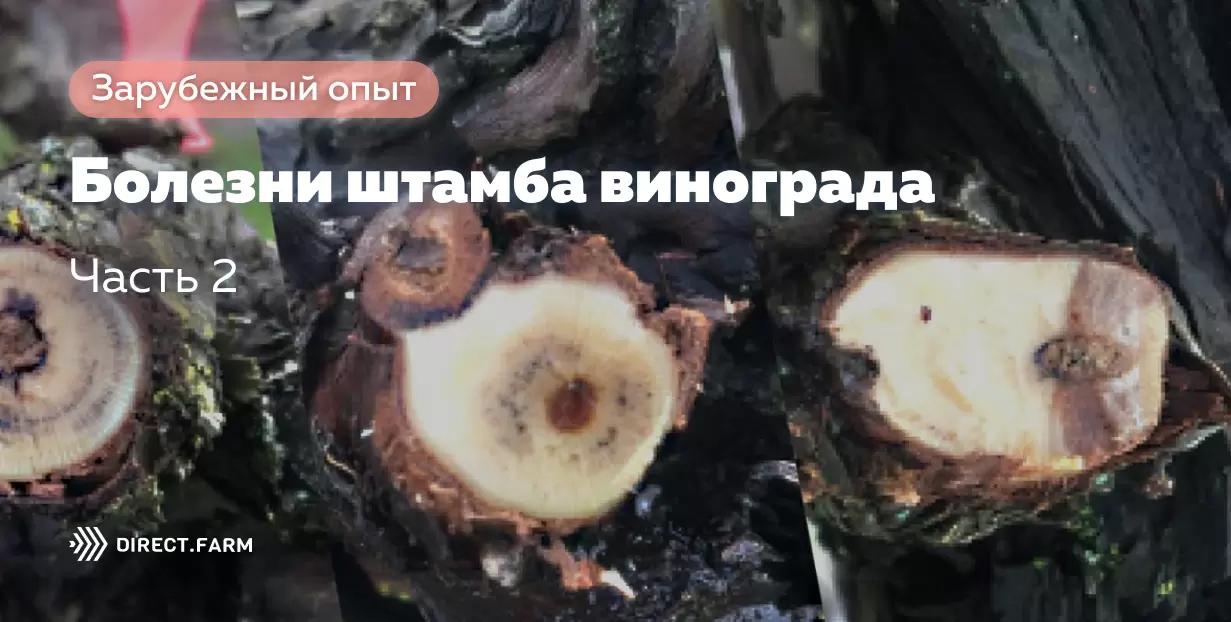 Болезни штамба и рукавов винограда. Часть 2