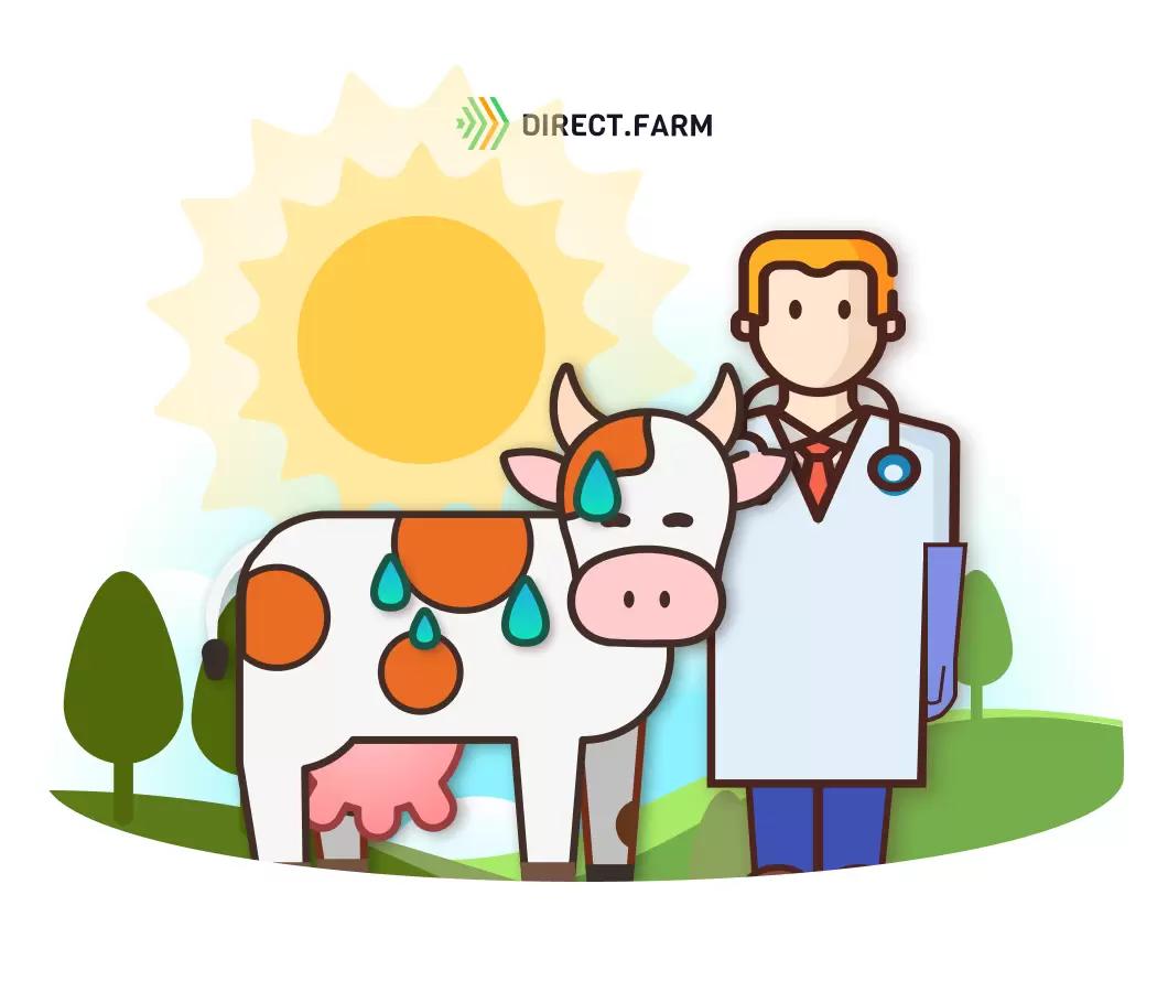 Влияние теплового стресса на уровень оплодотворяемости коров
