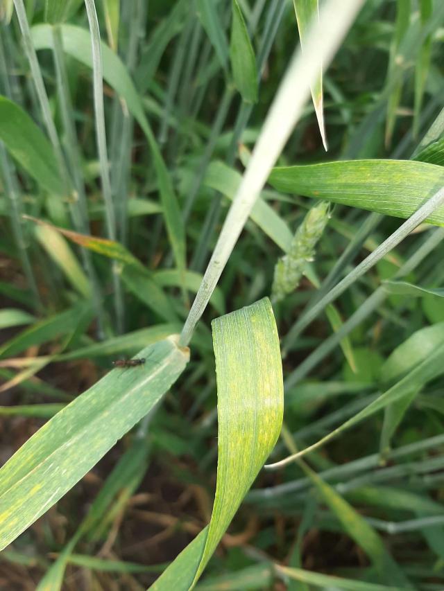 Агромониторинг