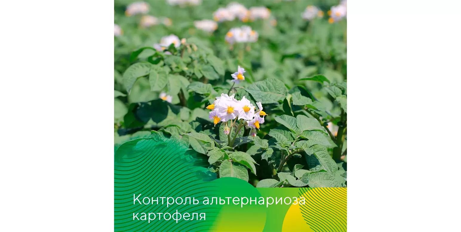 Контроль альтернариоза картофеля