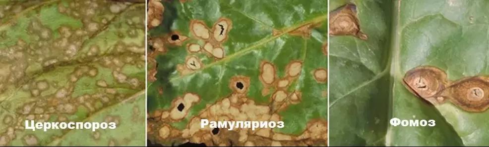 Гид по защите сахарной свёклы от церкоспороза