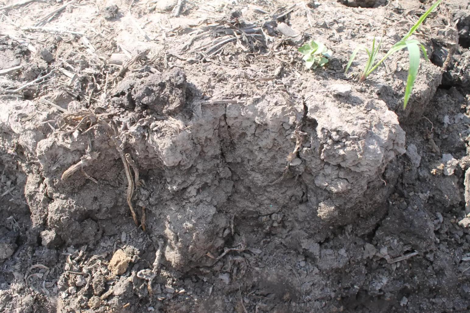 Солонец - негативное влияние на здоровье почв