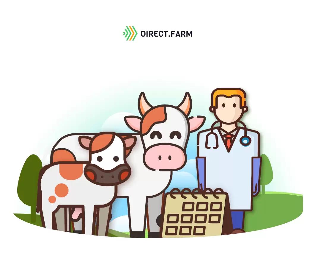 Сроки проведения ректального исследования новотельных коров