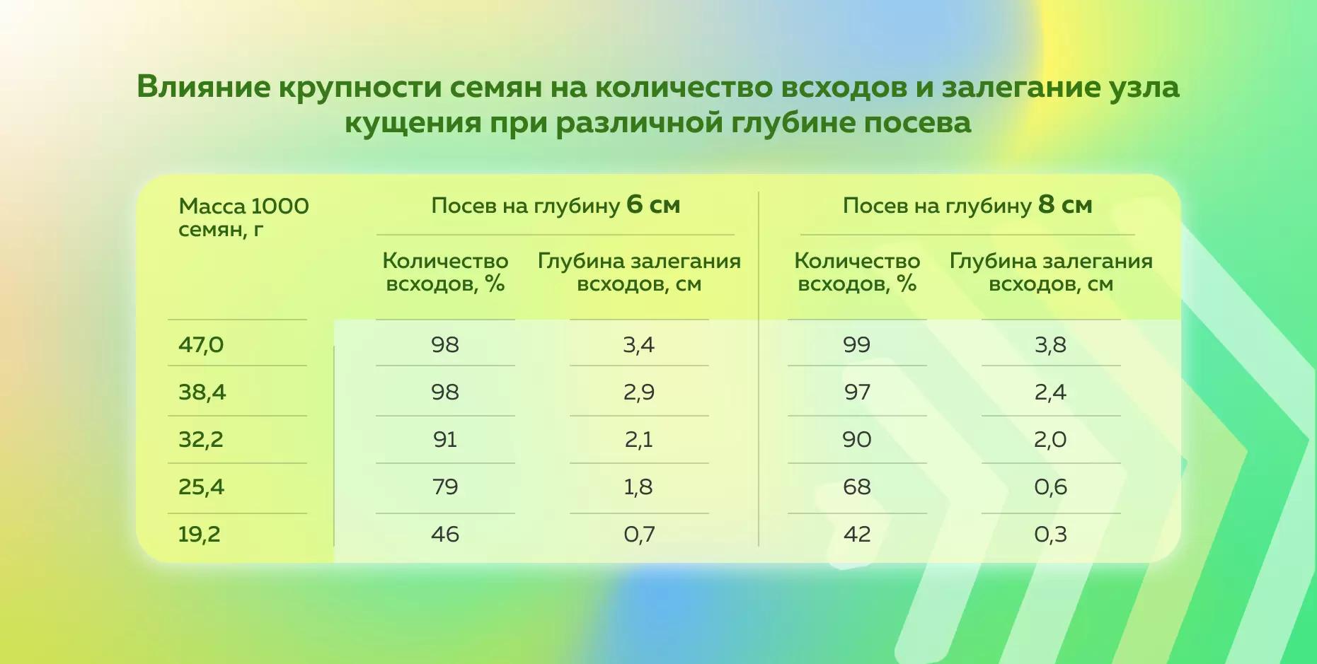 Влияние крупности семян на количество всходов и залегание узла кущения