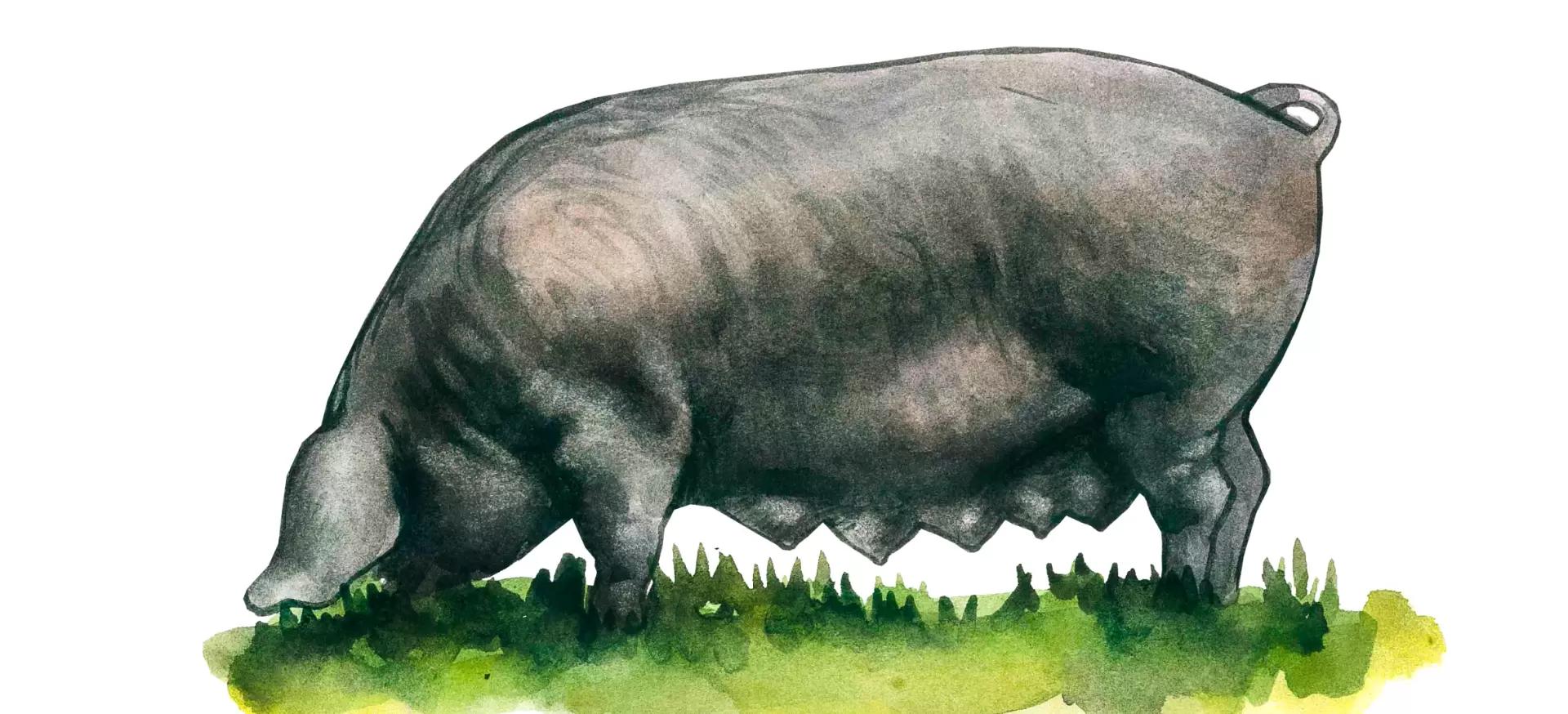 Майоркская черная – порода свиней