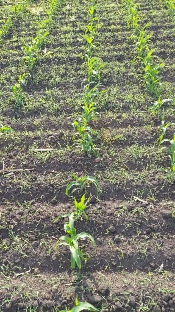 Сдержит ли гербицид вторую волну сорняков в посеве кукурузы?