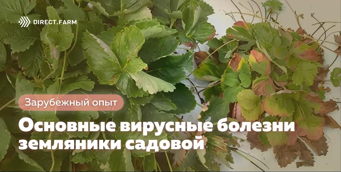 Основные вирусные болезни земляники садовой