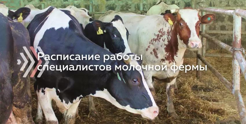 Пример недельного расписания работы специалистов молочной фермы