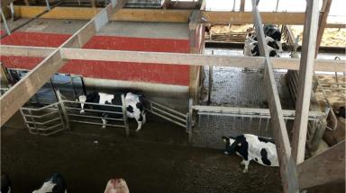 Роботизированное доение новотельных коров и первотелок