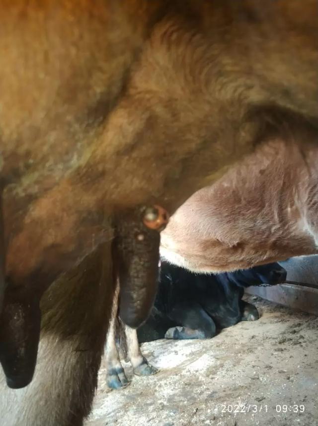 Вопросы из чатов: что на соске у коровы?