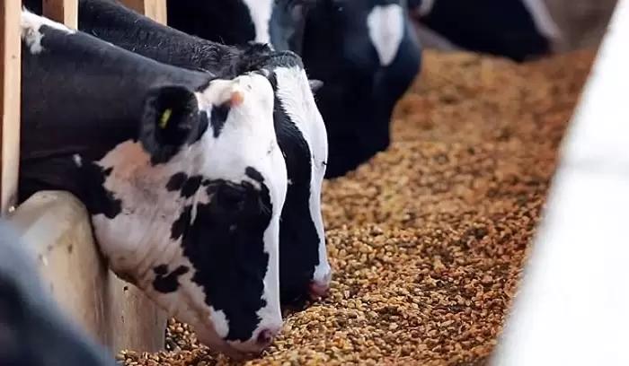 Жирные кислоты в программах кормления молочных коров