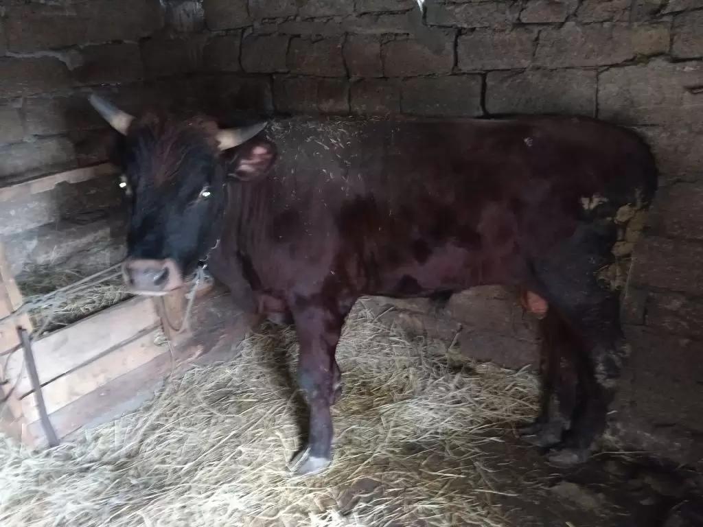 Помощь животновода.