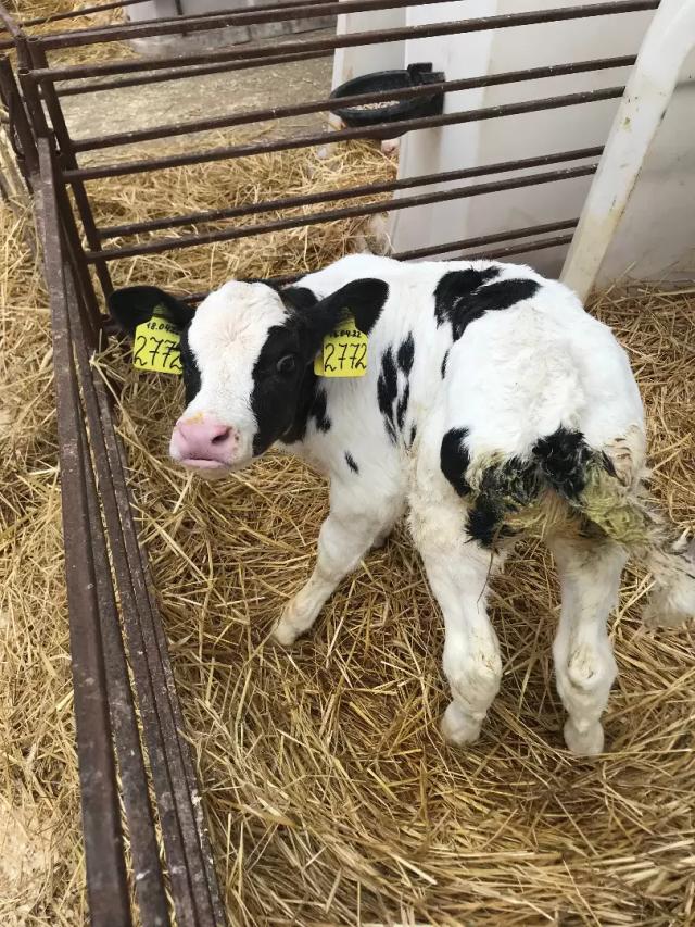 Диарея телят продолжение... для фермеров.