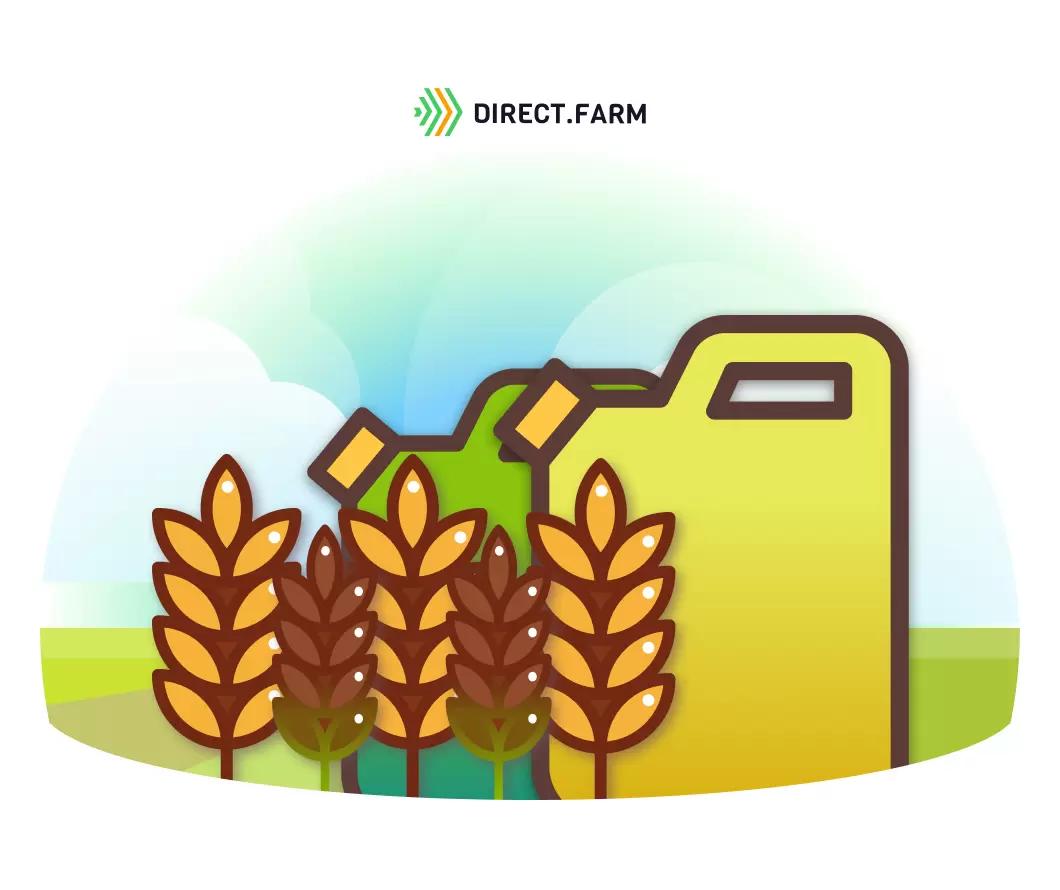 Причины высохшего колоса озимой пшеницы