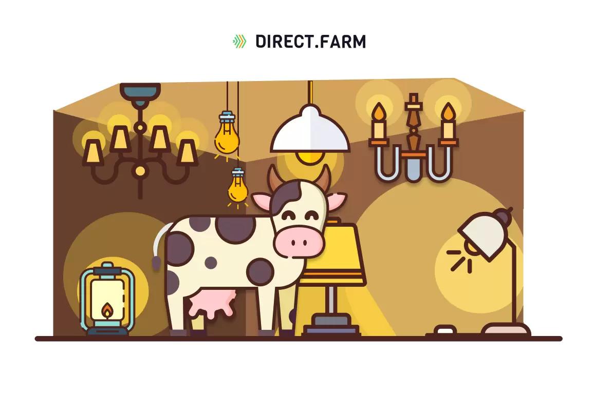 Как освещение влияет на продуктивность коров? 