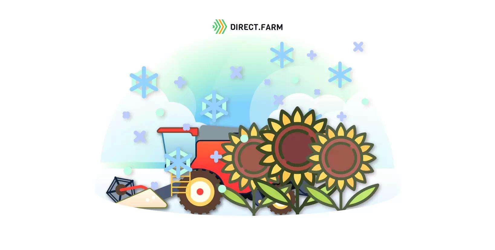 Как убирать подсолнечник зимой?