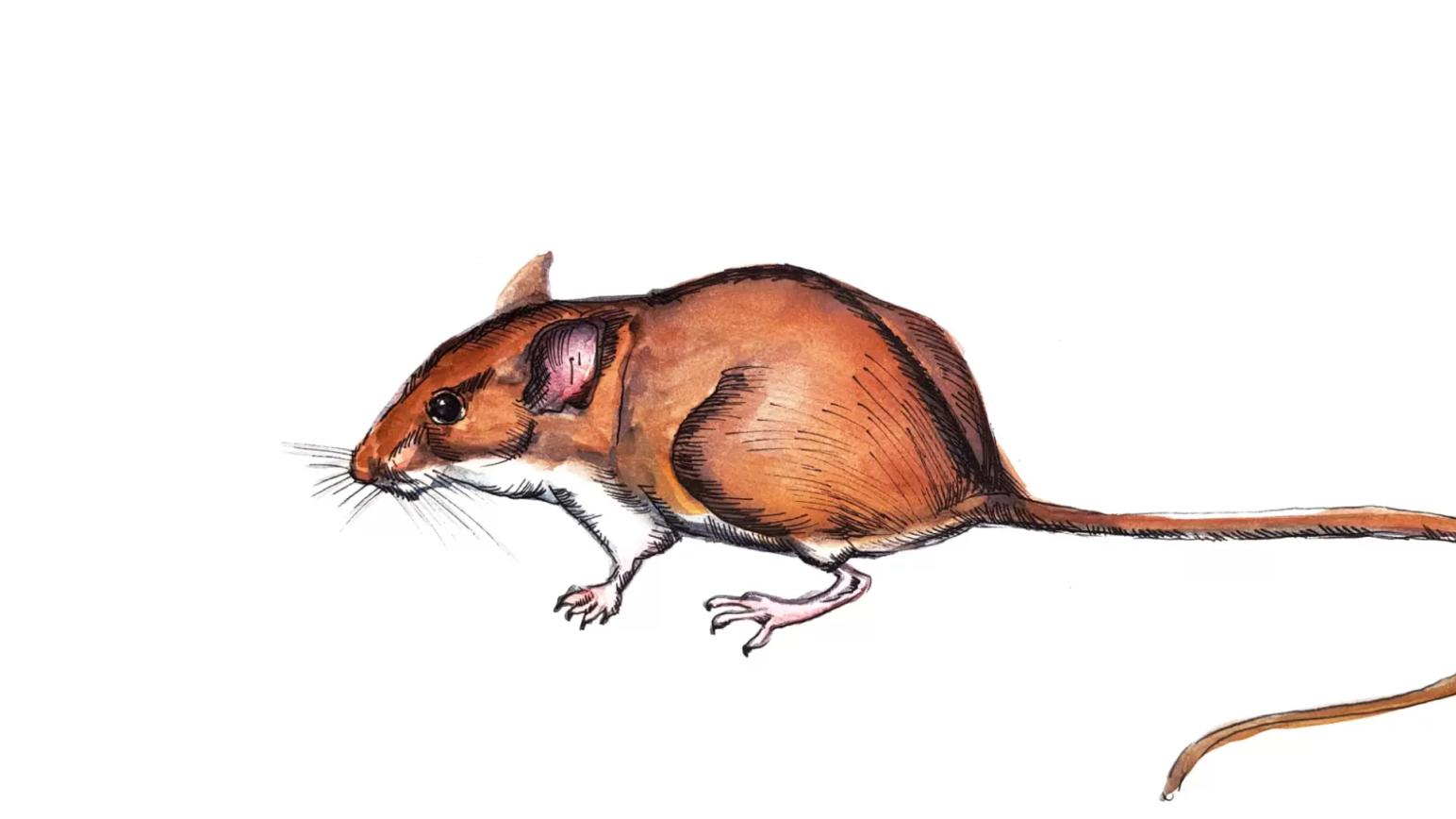 Мышь полевая