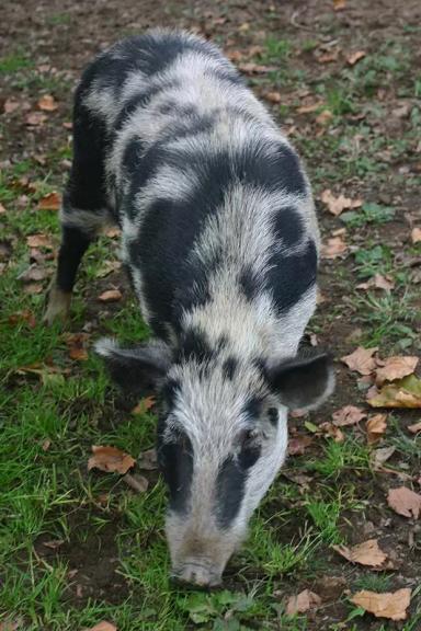 Арапава – порода свиней