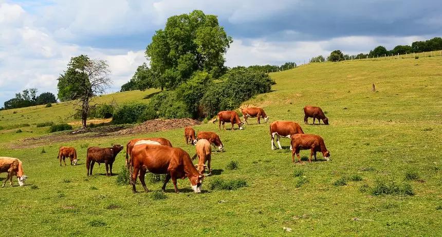 На Ставрополье создадут лабораторию аэрокосмического мониторинга пастбищ