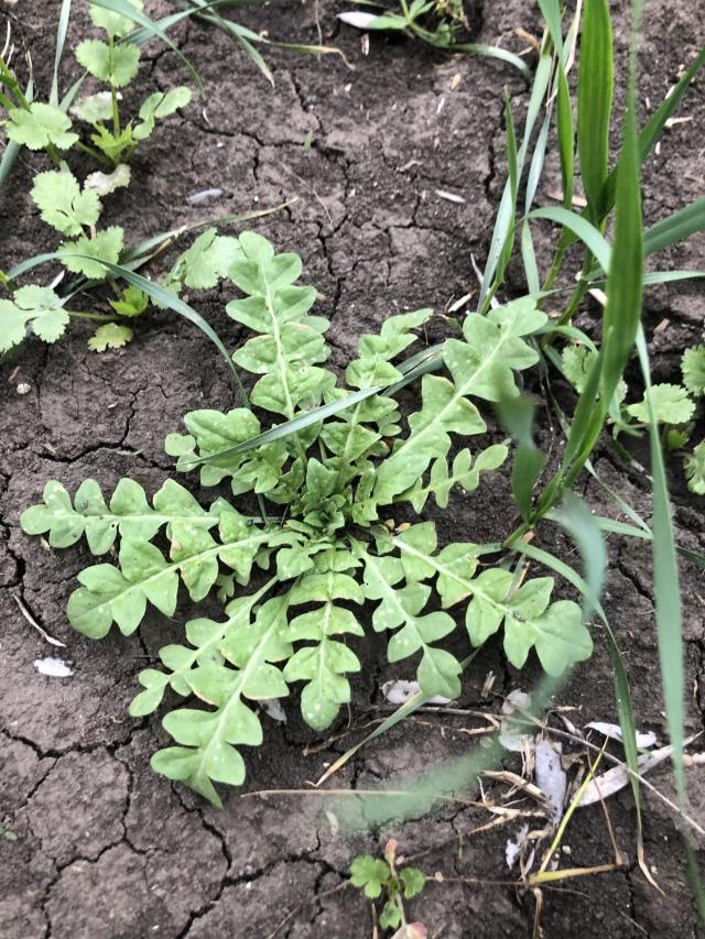 Сорняк озимой пшеницы